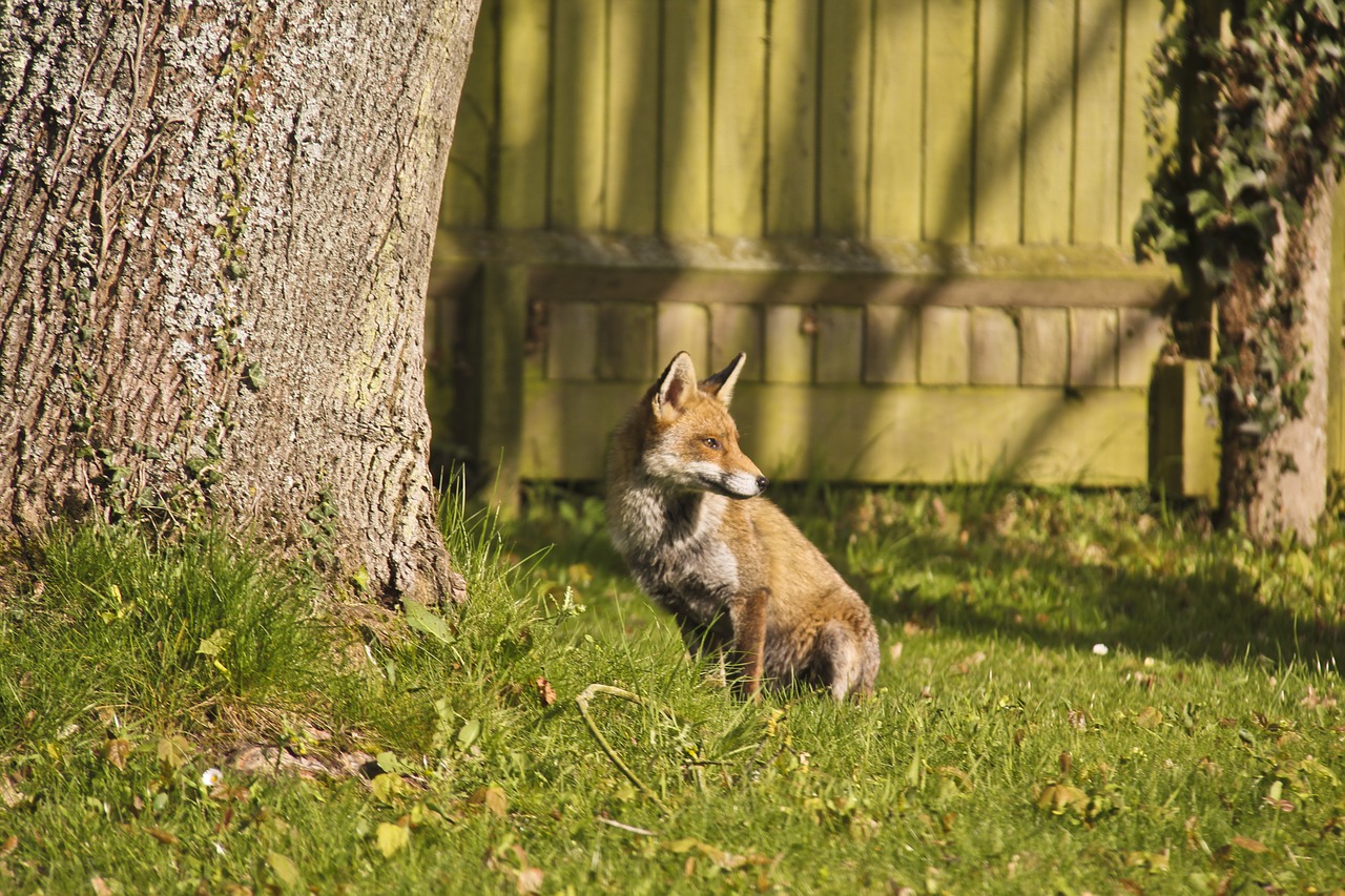 Image - fox autumn nature animal leaf