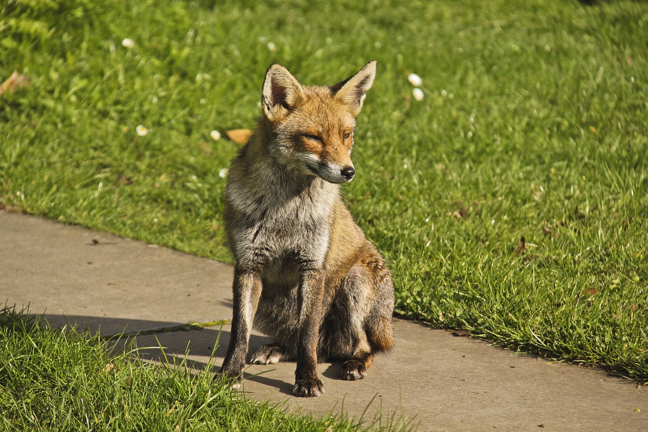 Image - fox autumn nature animal leaf