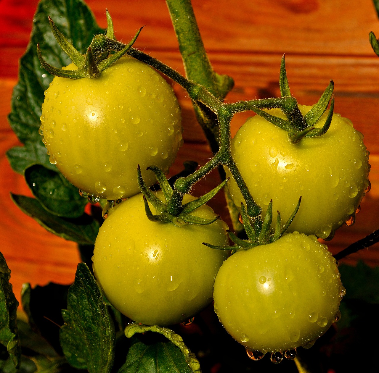 Image - garden eat tomato summer