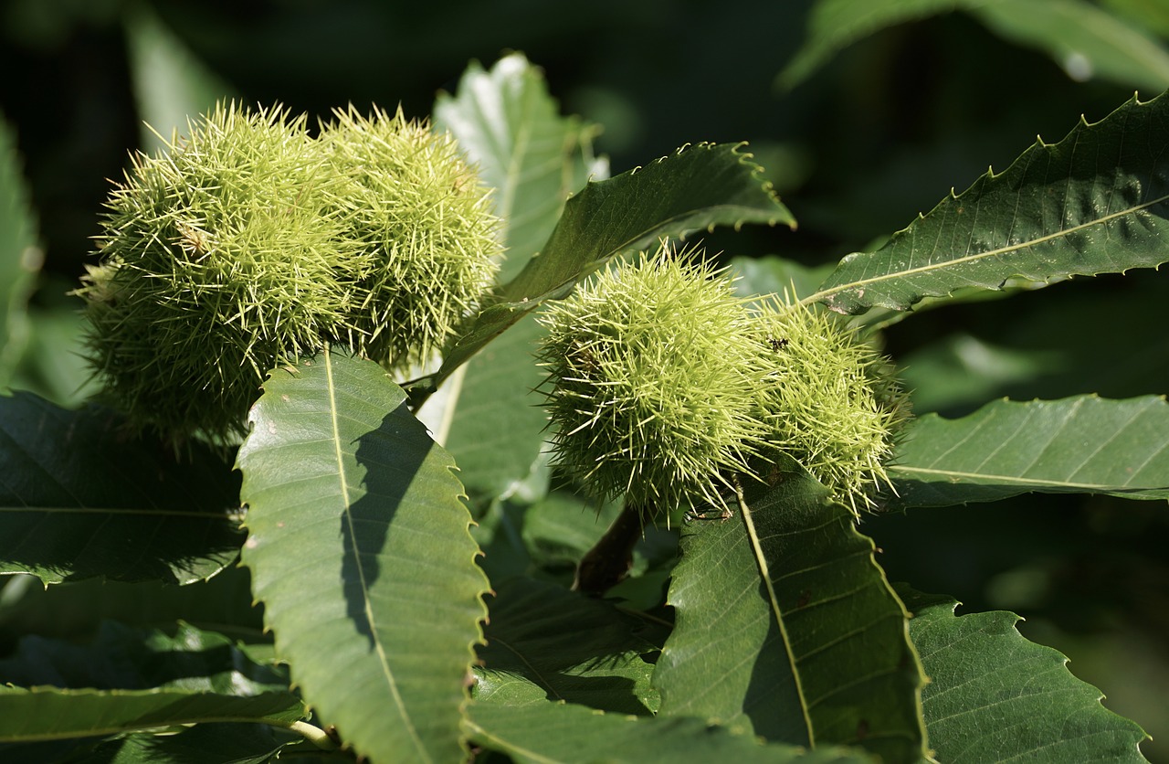 Image - chestnut tree nature autumn fruit