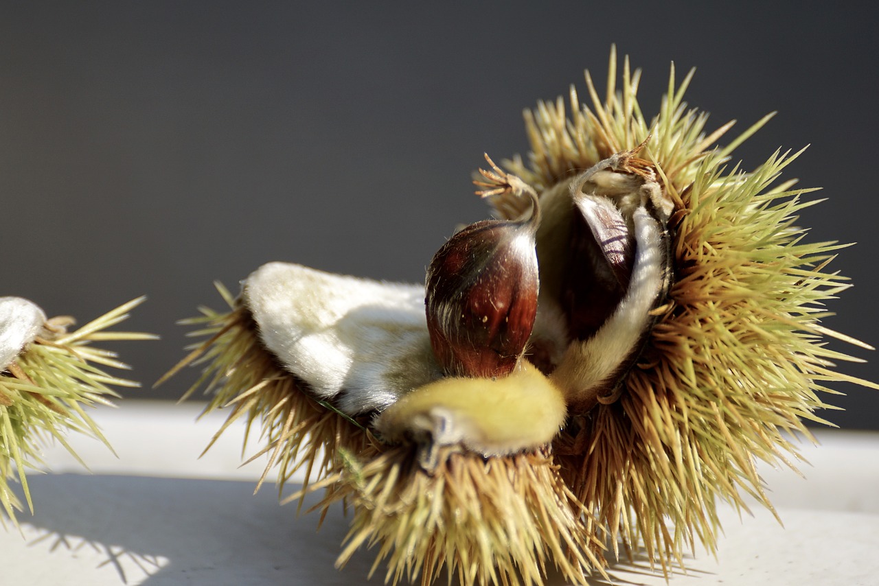 Image - chestnut tree autumn prickly fruit