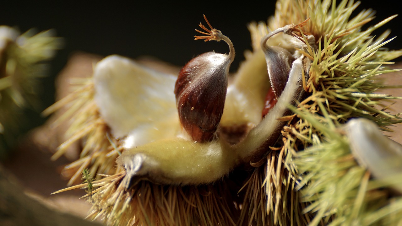 Image - chestnut tree autumn prickly fruit