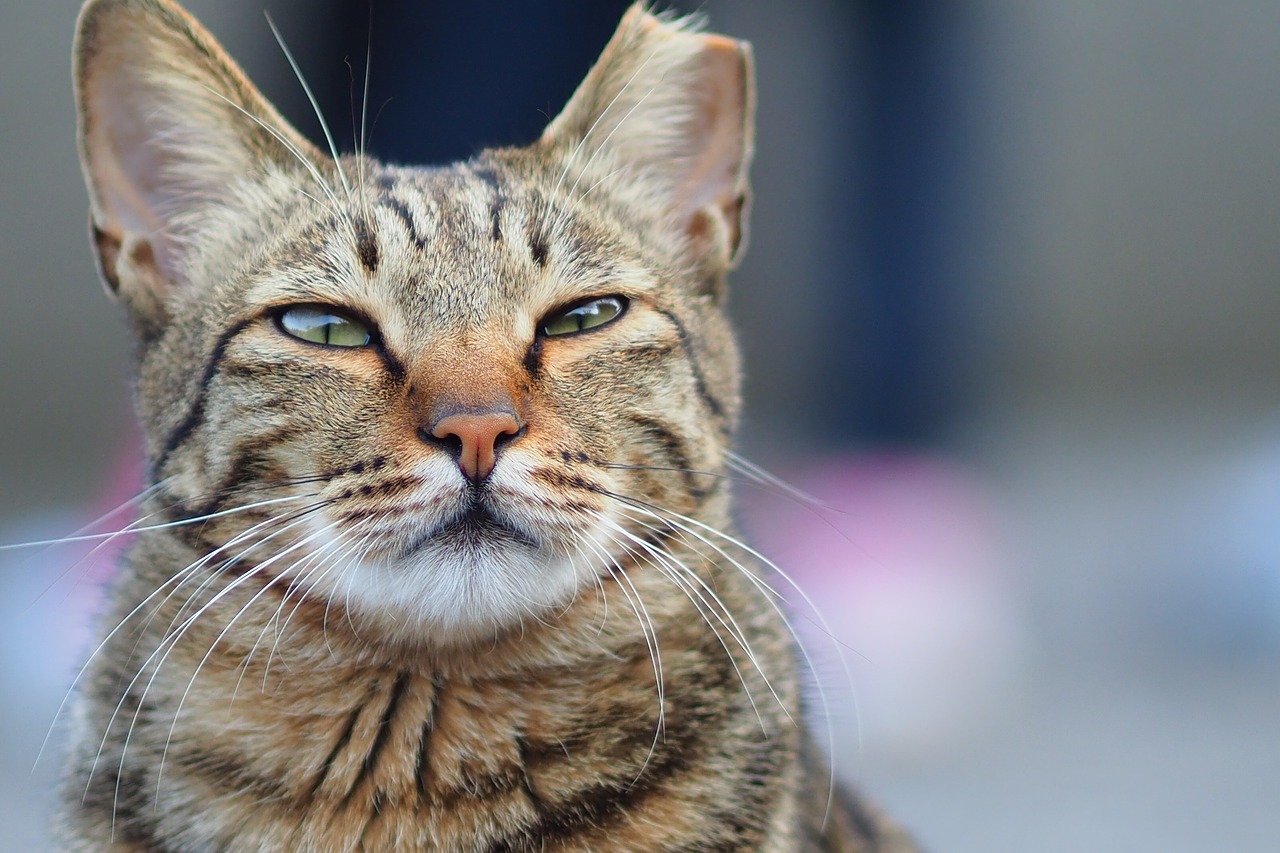 Image - hou cave cat shallow view eye