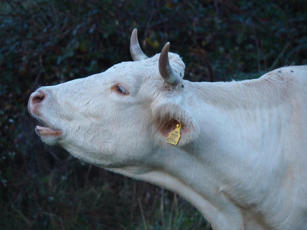 Image - cow calf beef agriculture nature