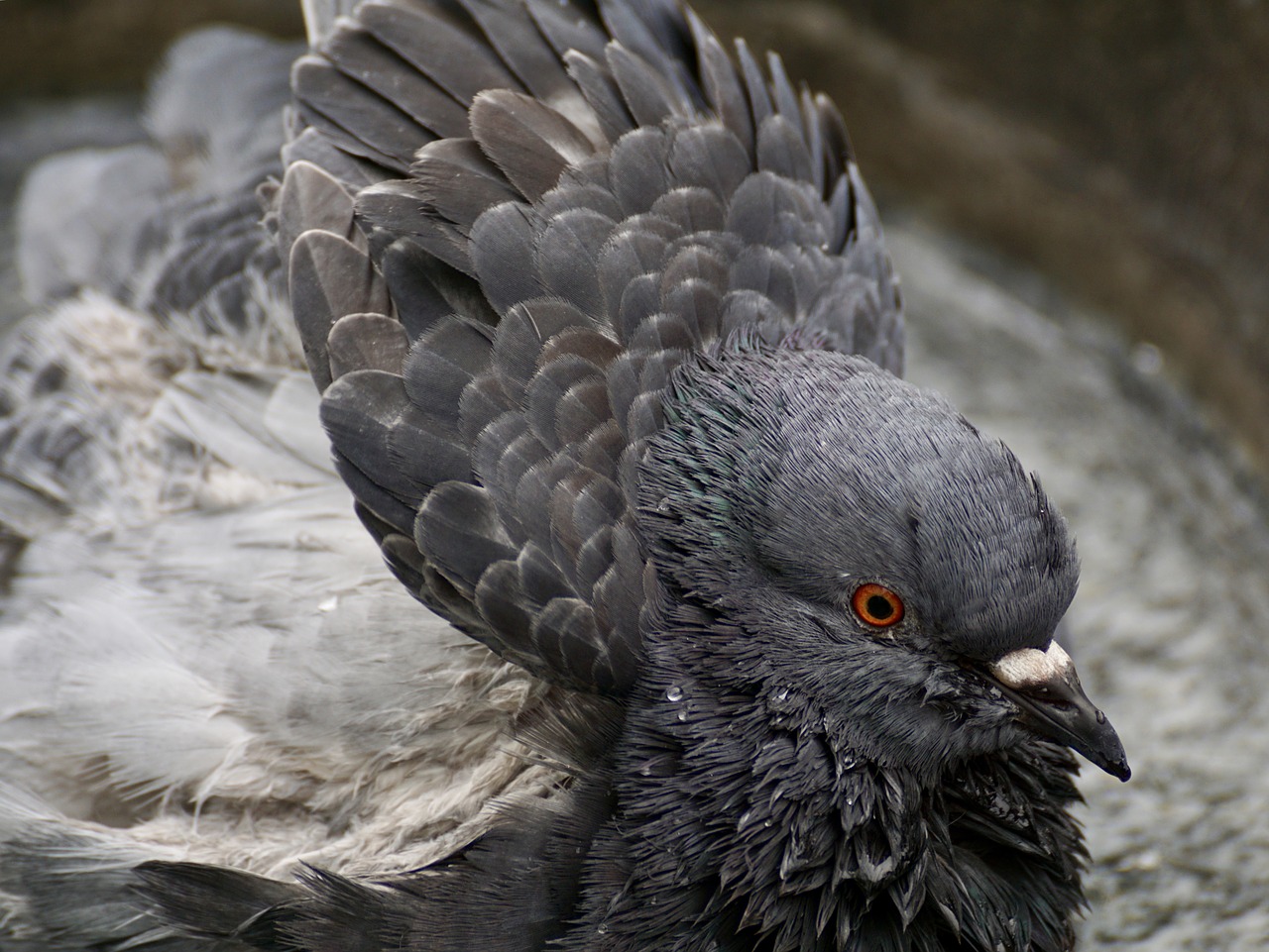 Image - dove bird birds animal feather