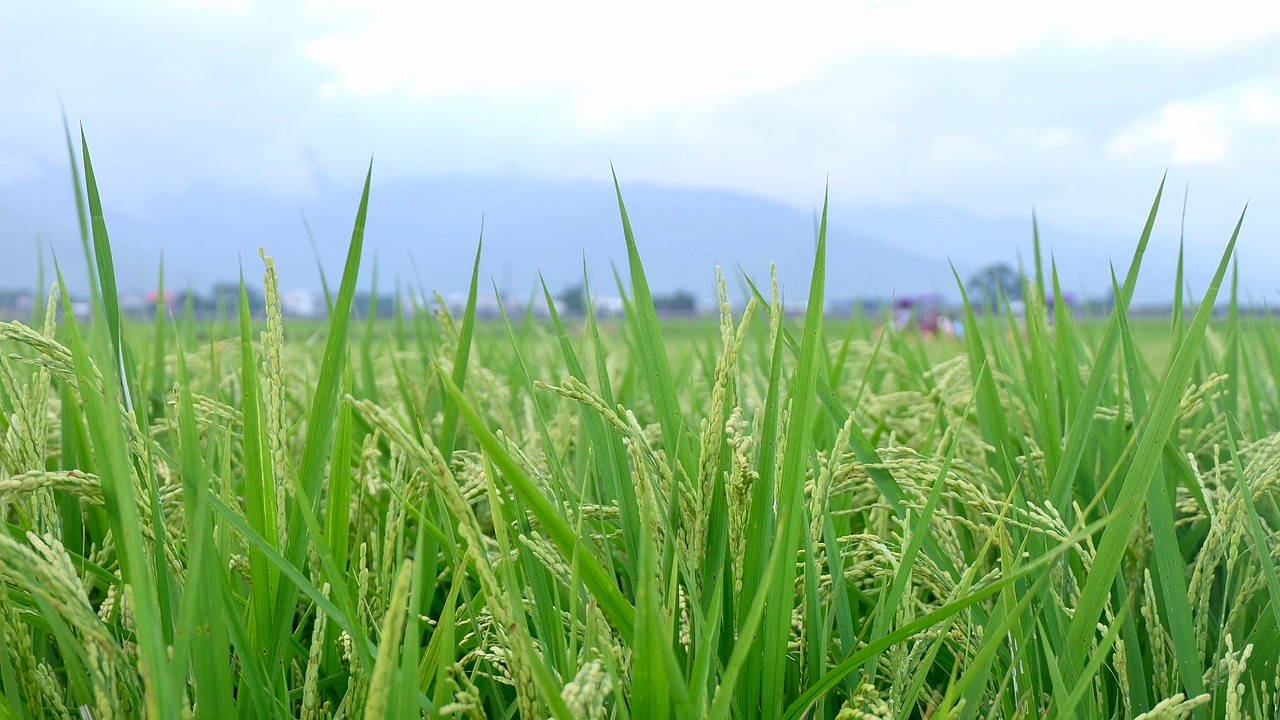 Image - in wheat field special green