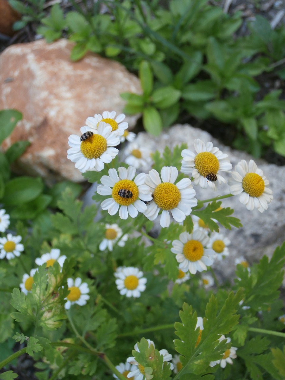 Image - chamomile insects garden