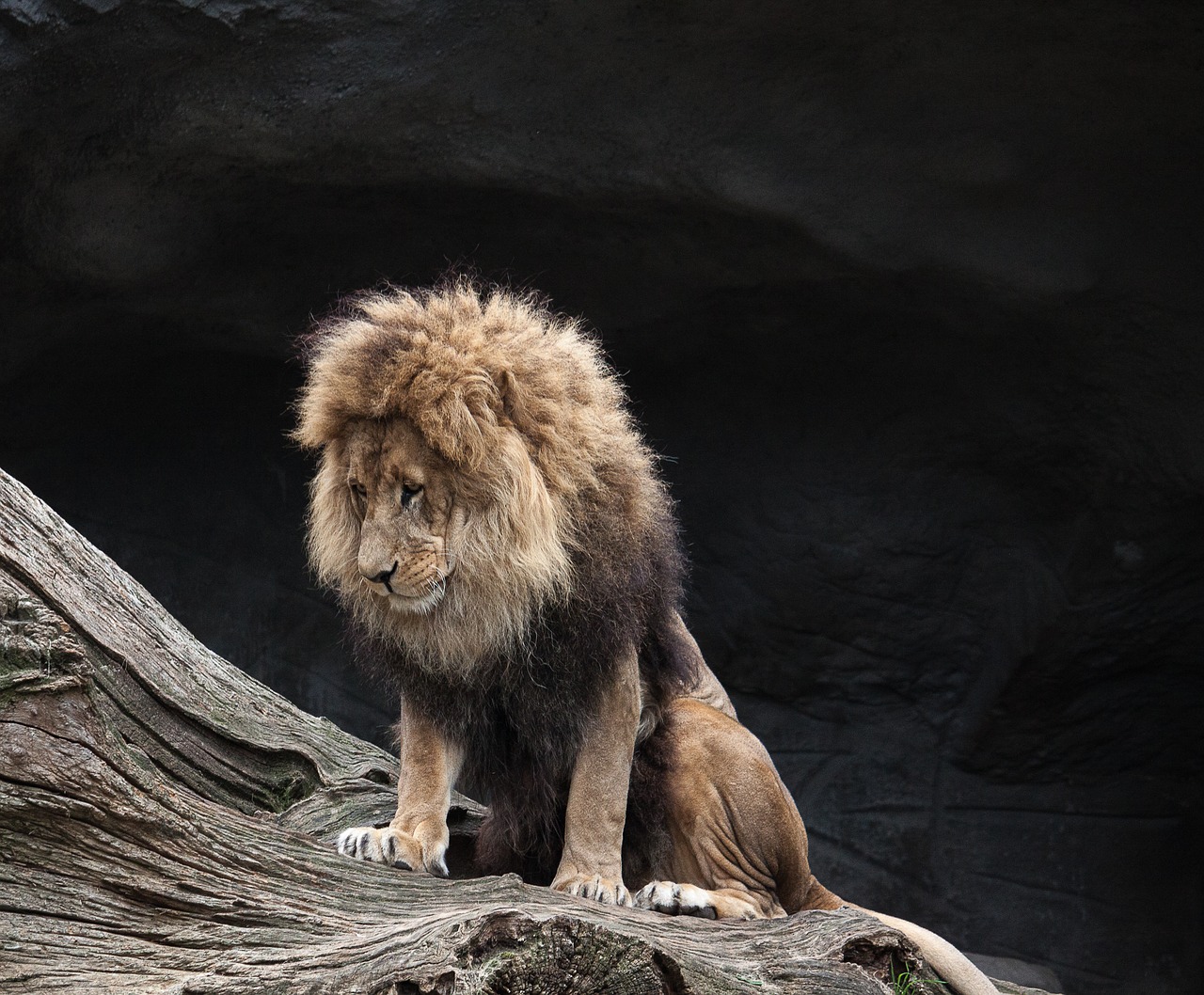 Image - lion predator male wild animal zoo