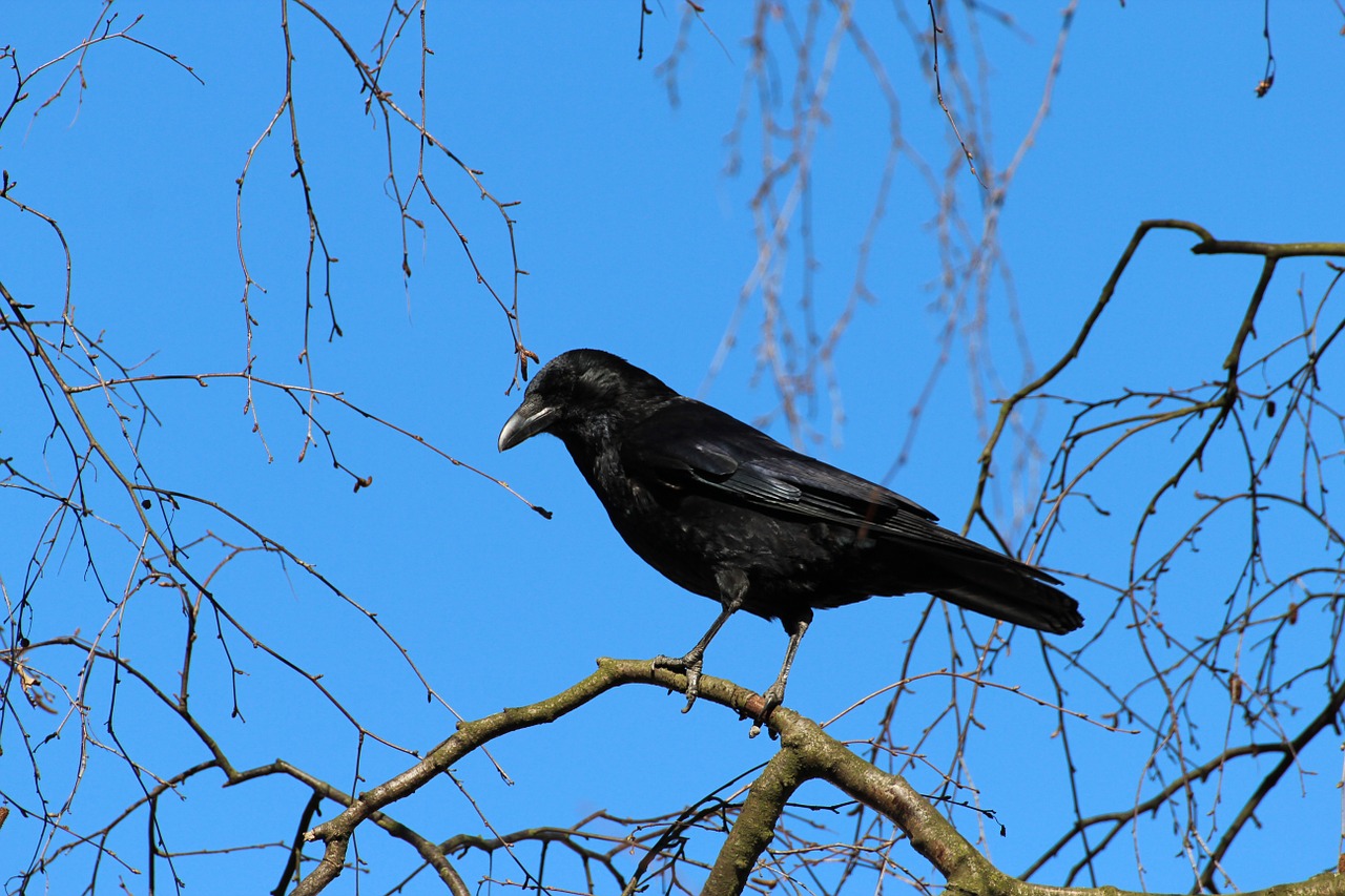 Image - crow corvus frugilegus rook