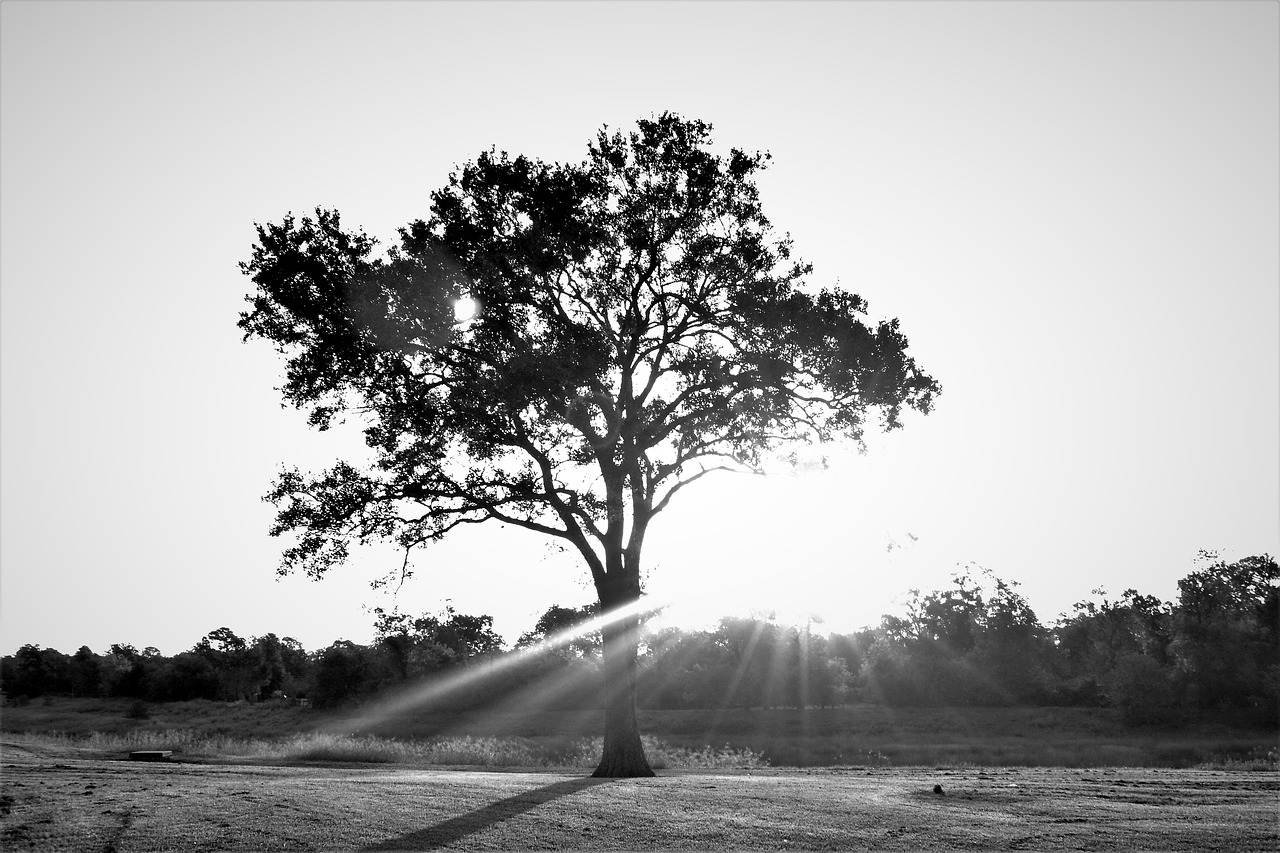 Image - tree sun light landscape nostalgic