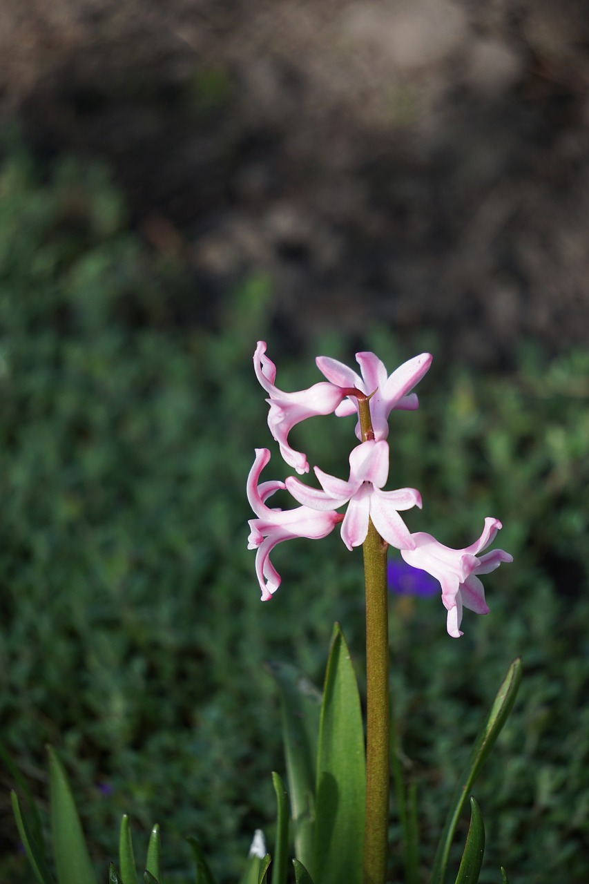 Image - fragile soloist plant blossom