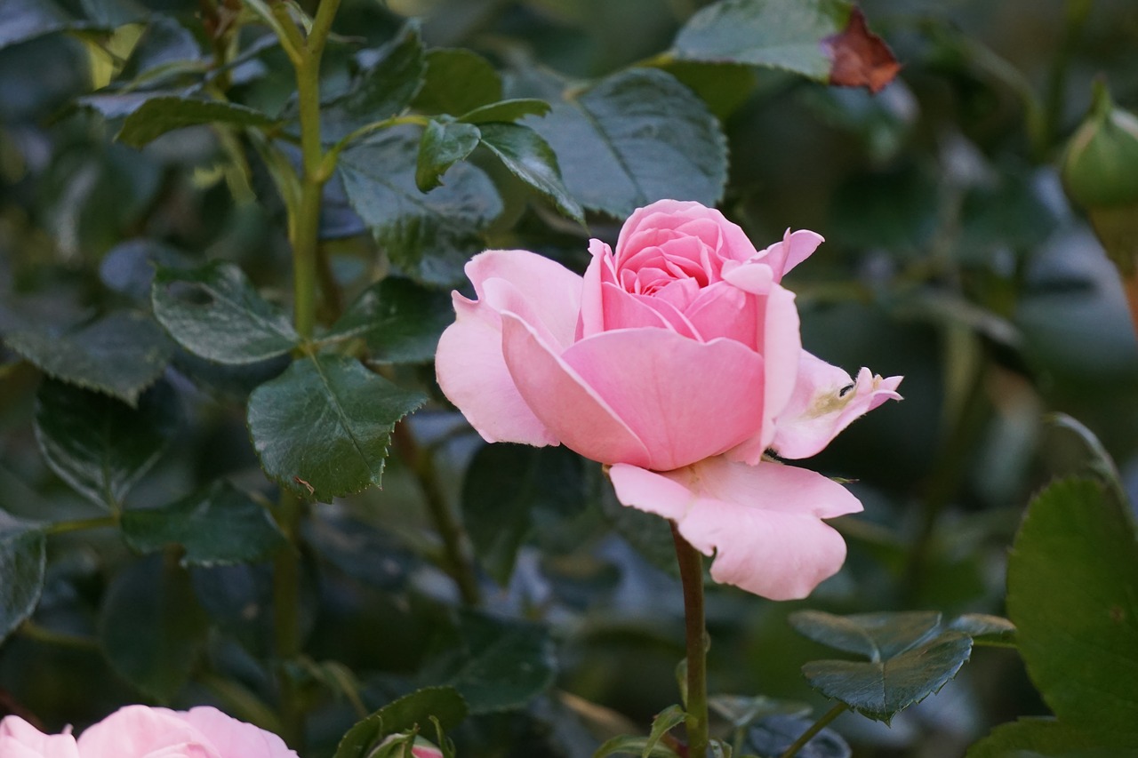 Image - filled rose blossom bloom nature