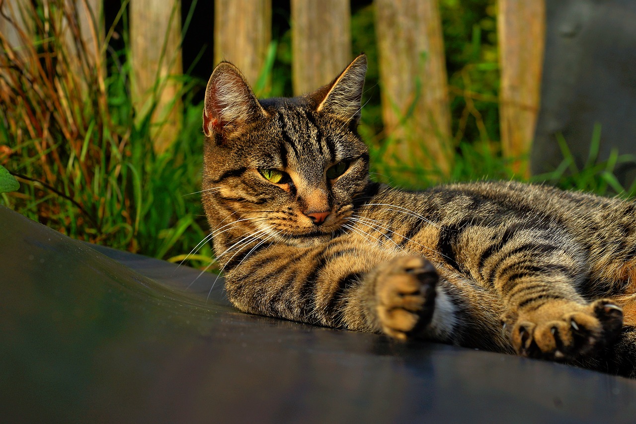 Image - cat female head cat face