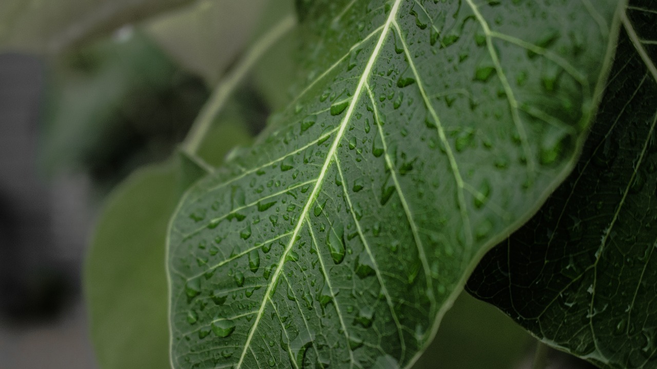 Image - leaves leaf green nature plant