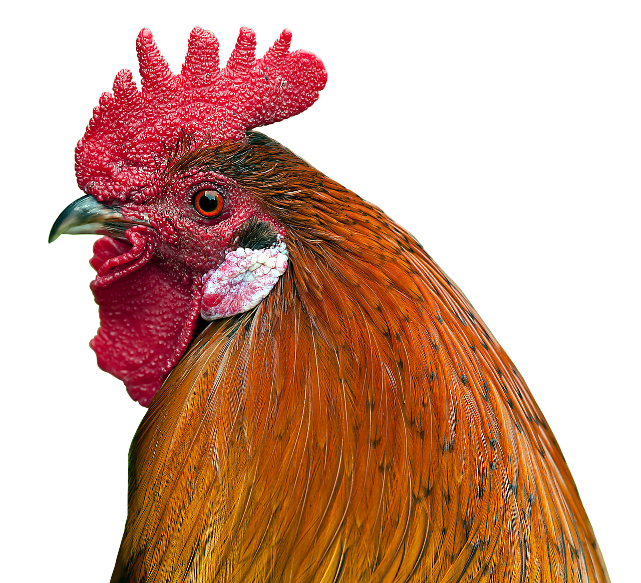 Image - hahn feather close poultry pride