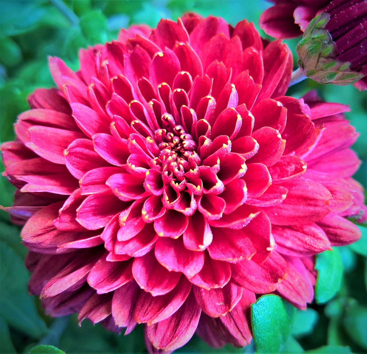 Image - asters chrysanthemums herbstastern