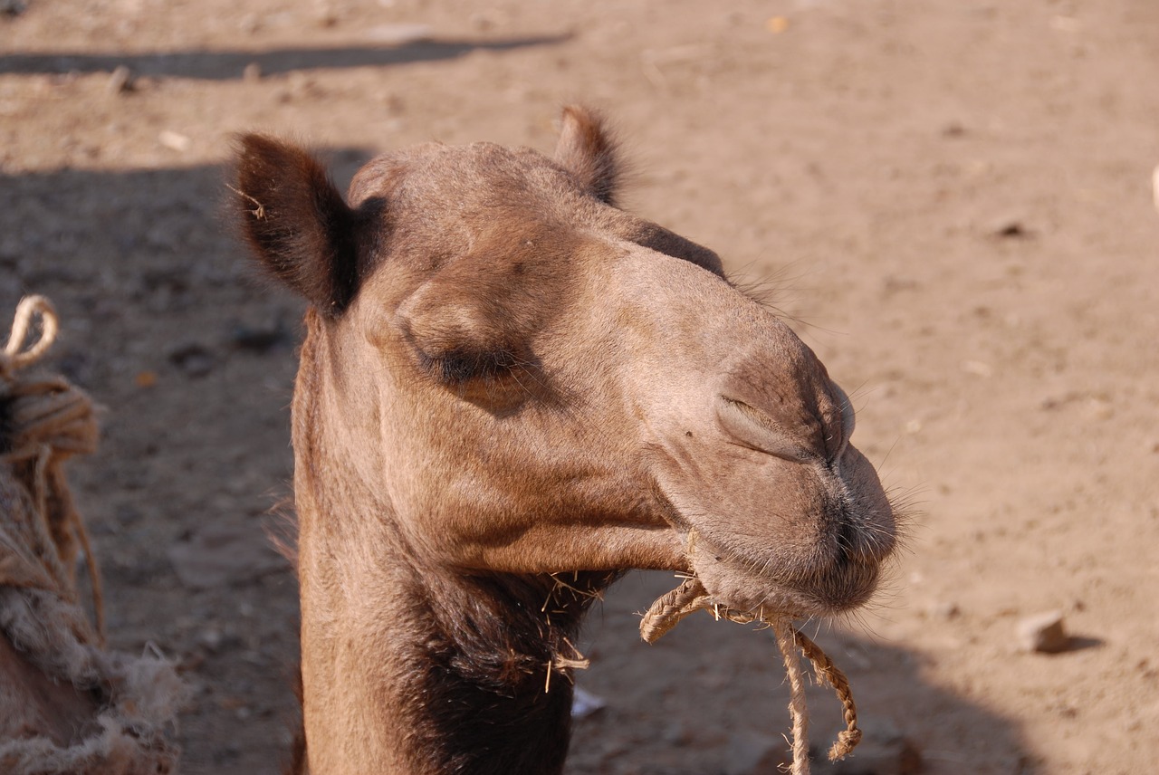 Image - animals camel africa ethiopia