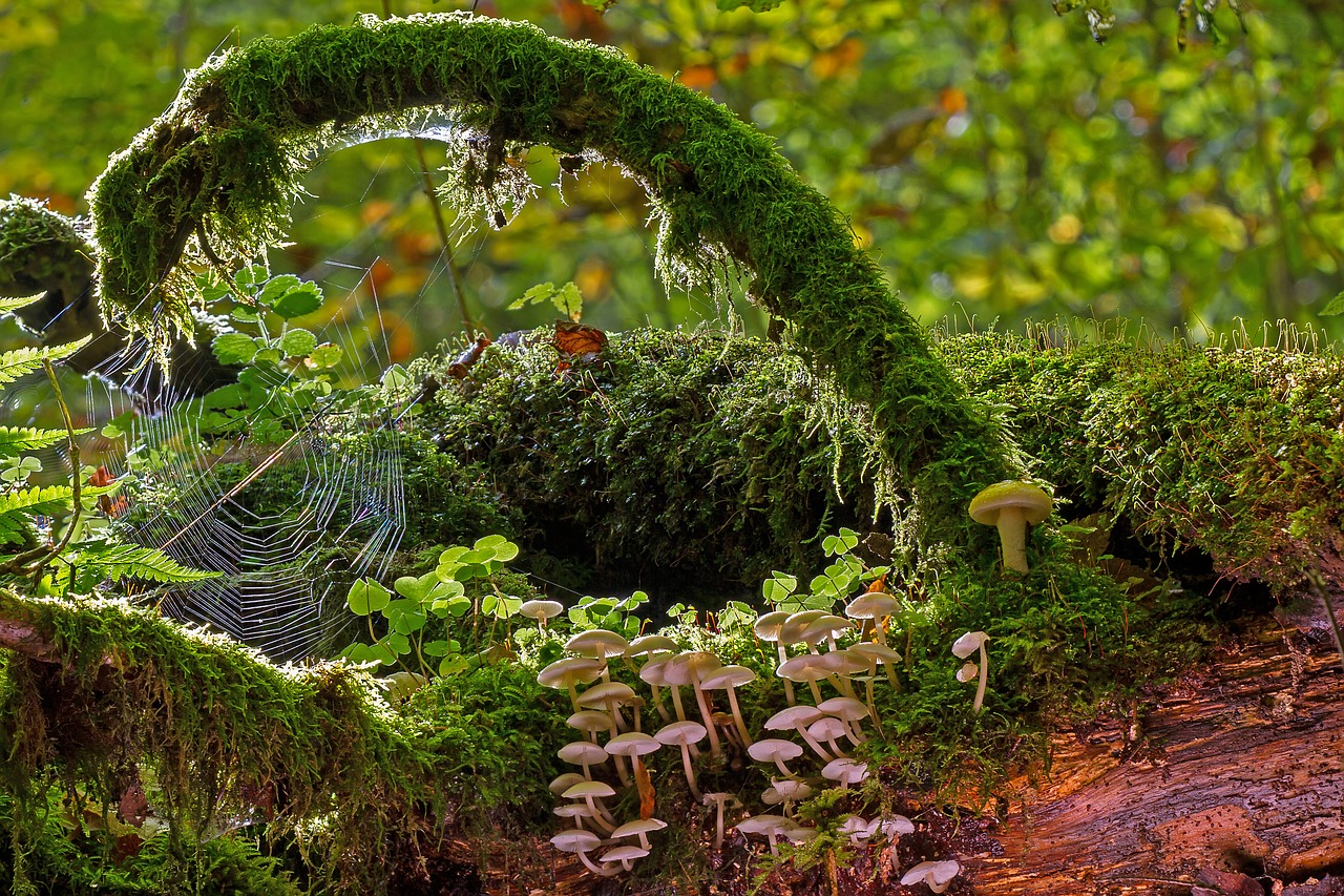 Image - mushrooms moss strunk cobweb