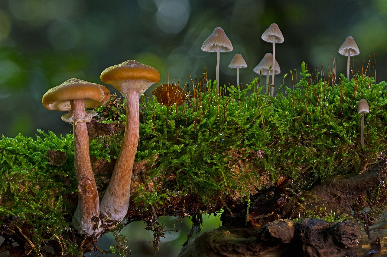 Image - mushroom group small mushrooms