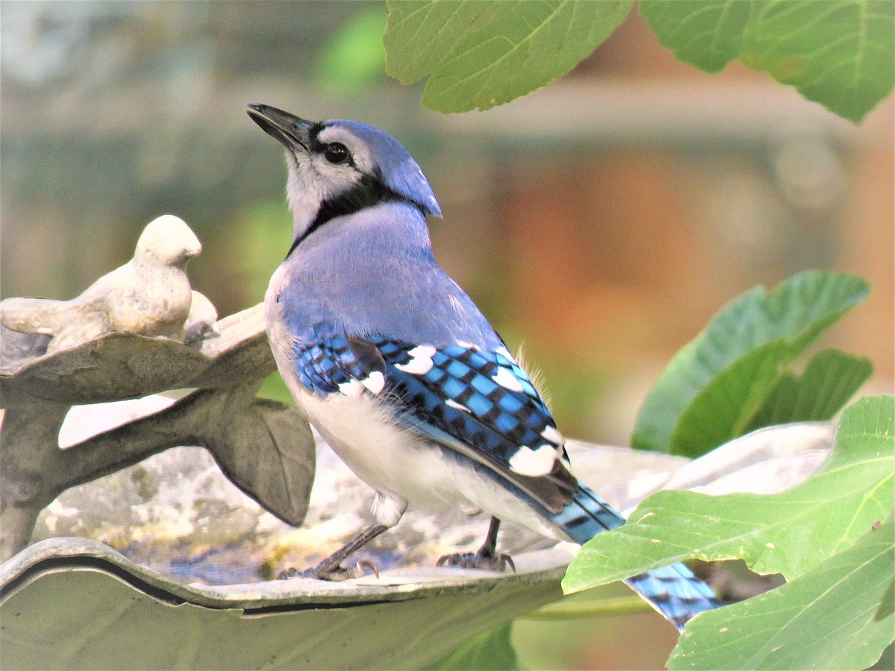 Image - bird blue and white blue jay