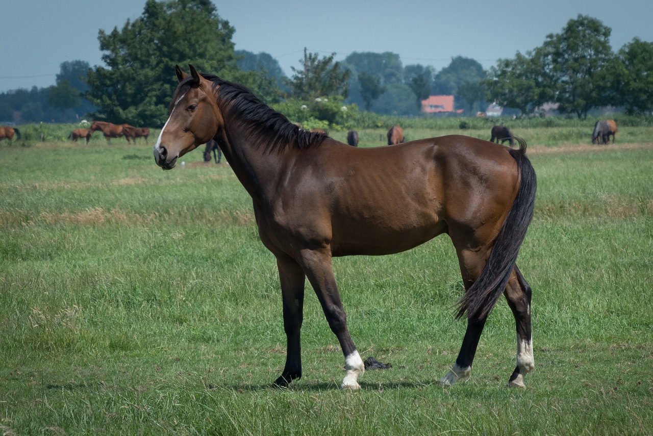 Image - horse pasture animal world brown