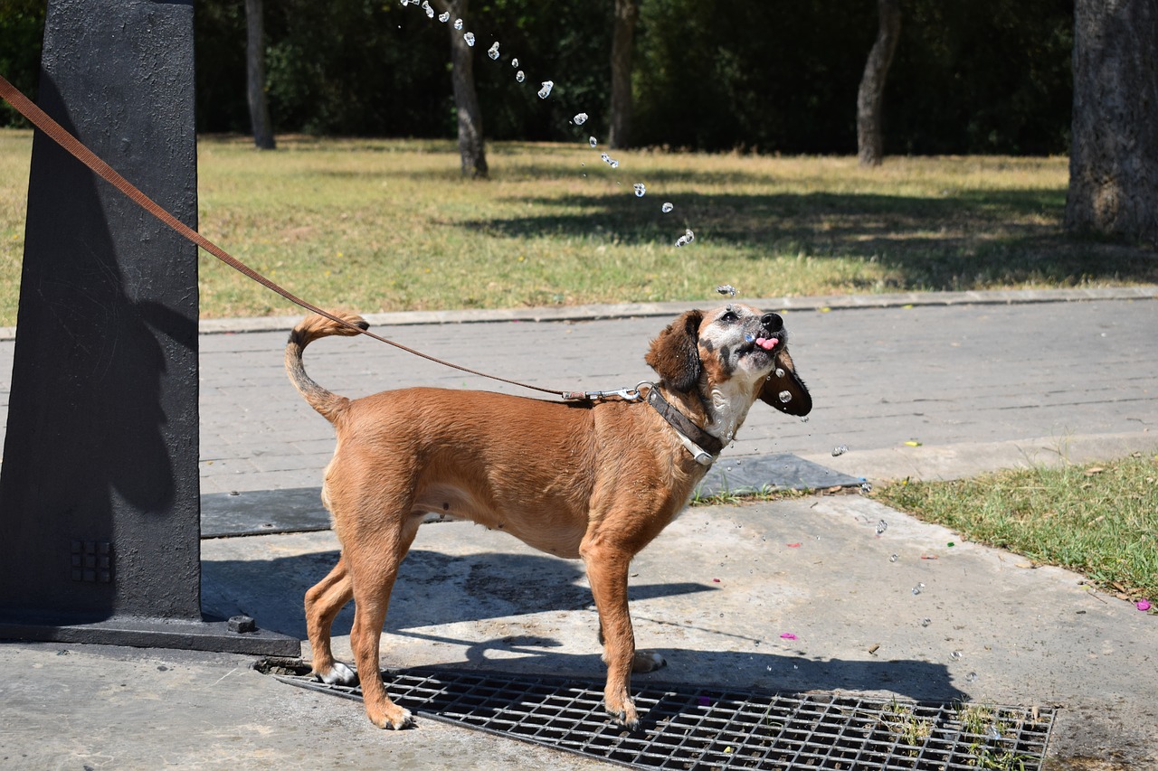 Image - dog water park