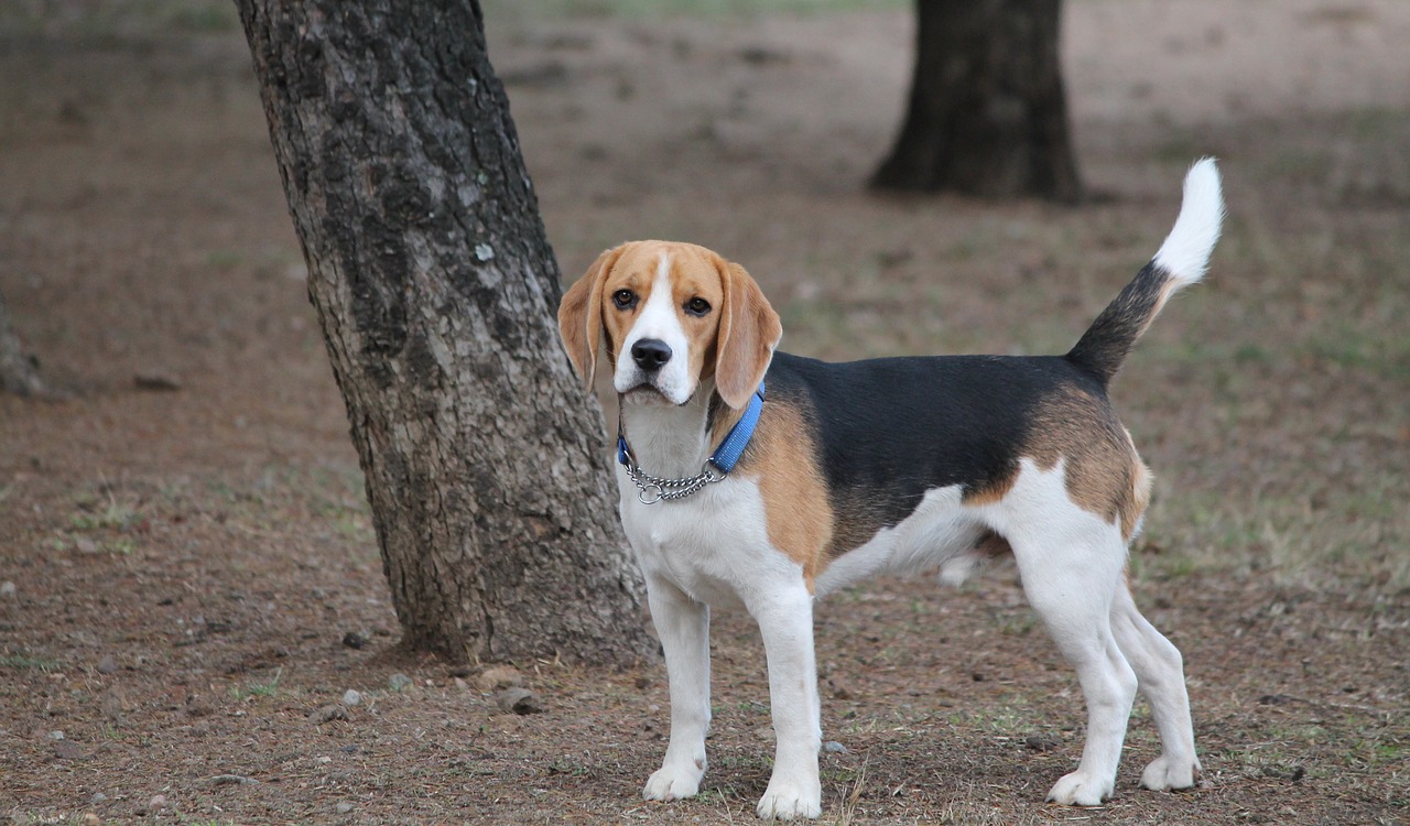 Image - dog beagle medium tan black white