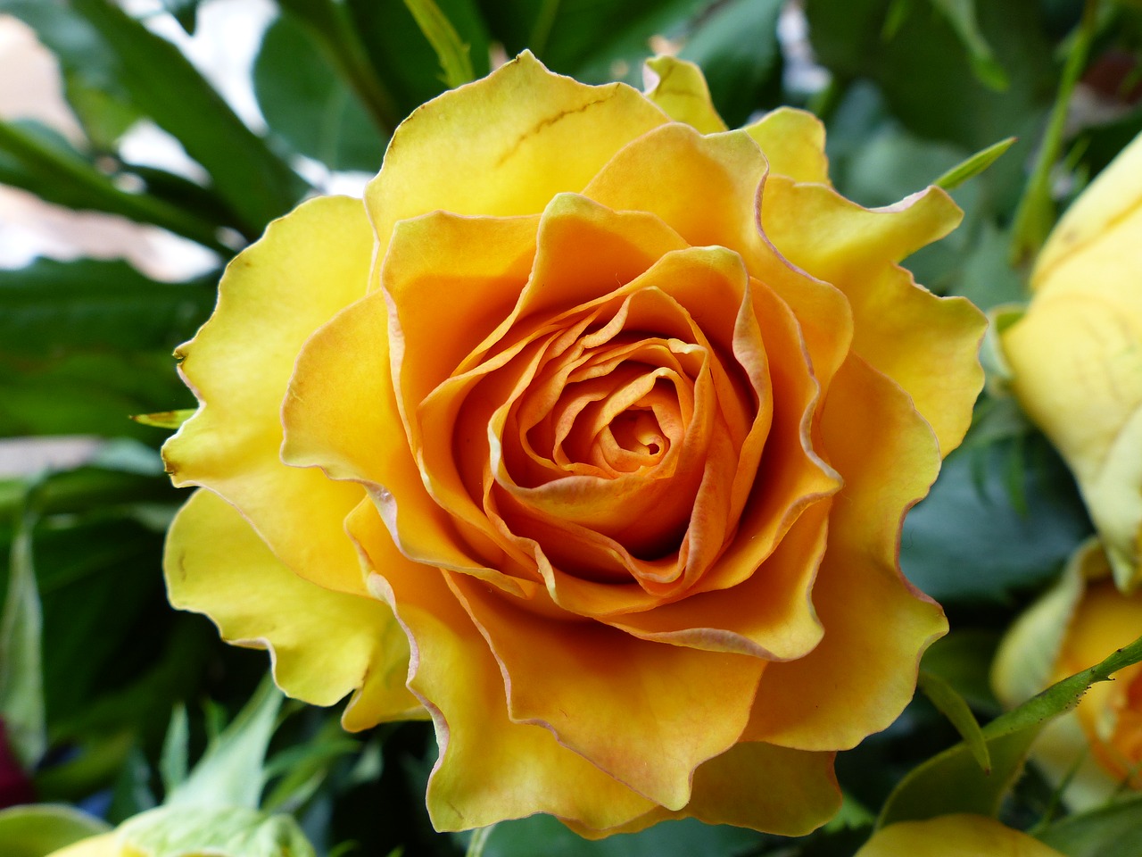 Image - rose summer flower blossom bloom