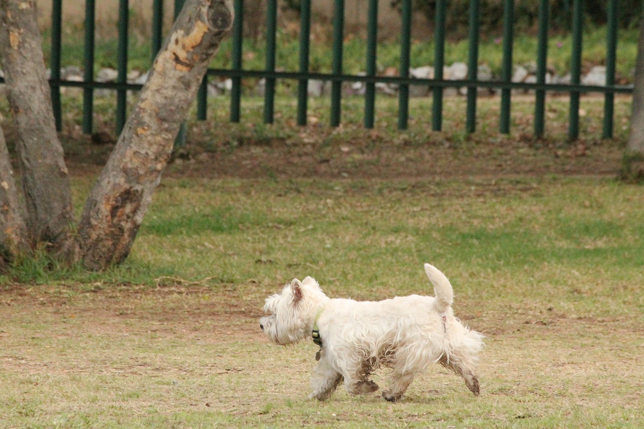 Image - dog scottish terrier white walk