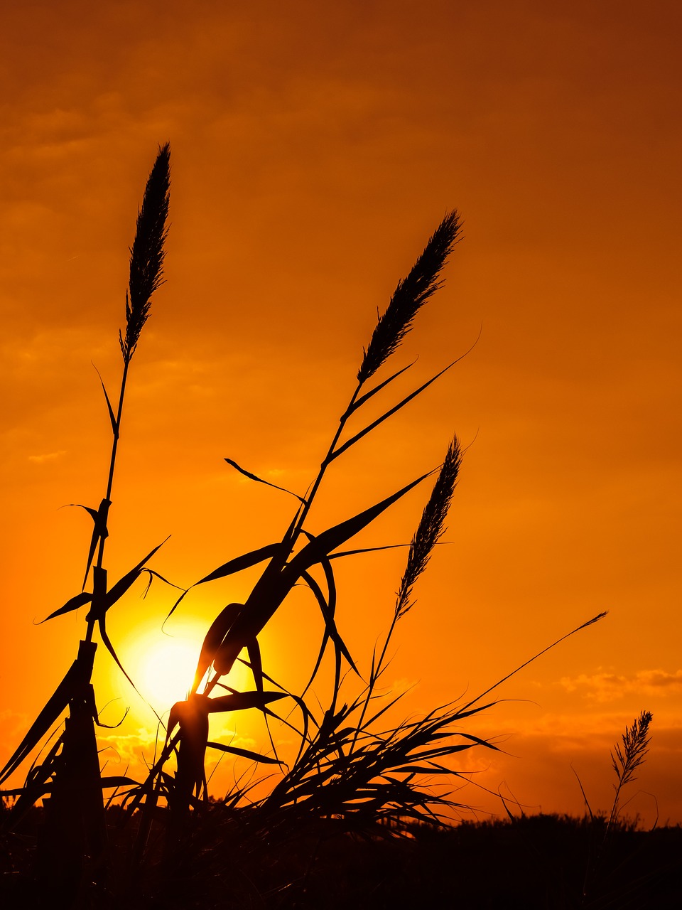 Image - reeds sun sunset nature shadows