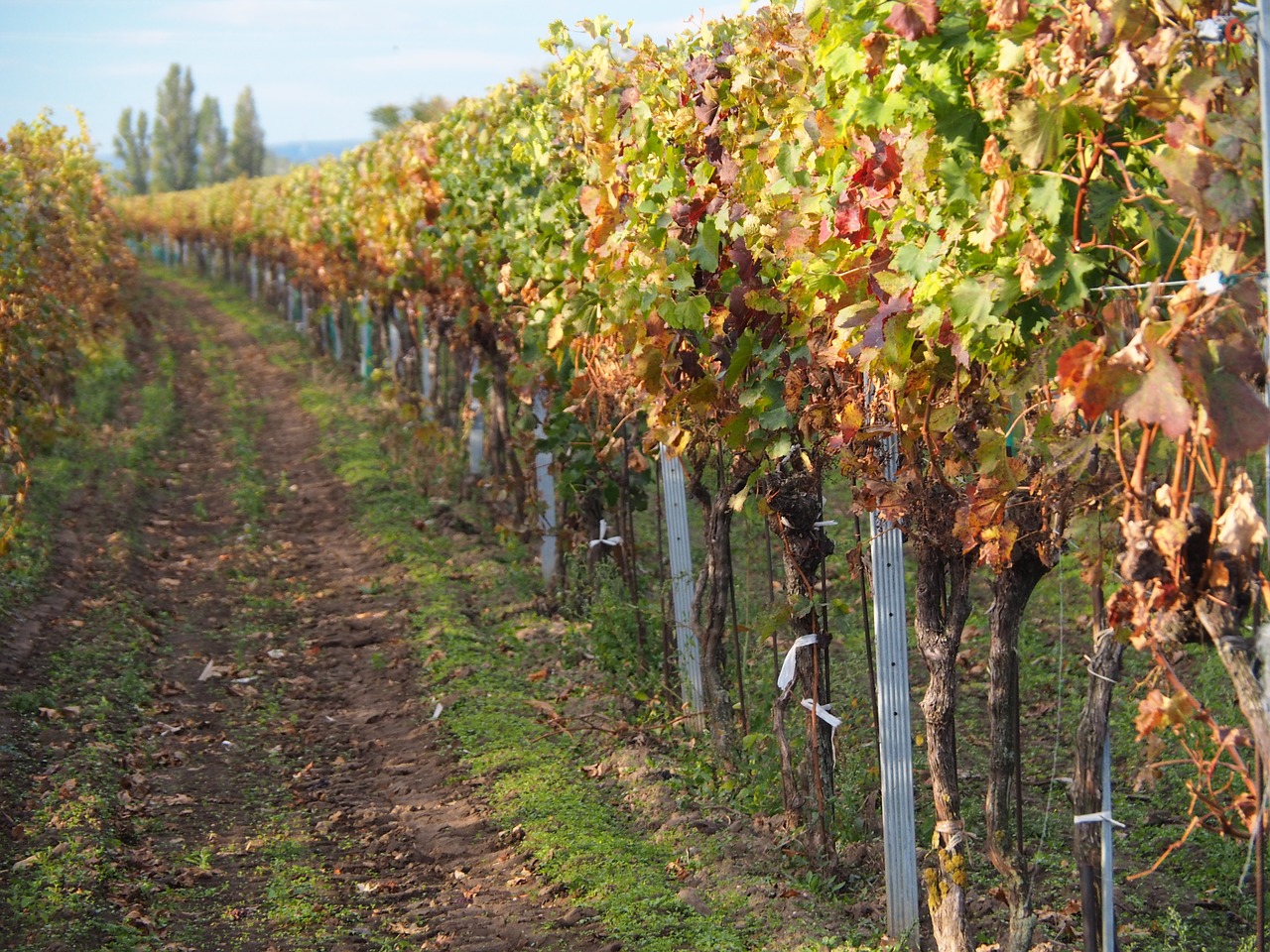 Image - vines vine winegrowing wine grapes