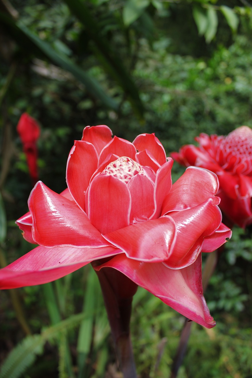 Image - porcelain rose red exotic exot