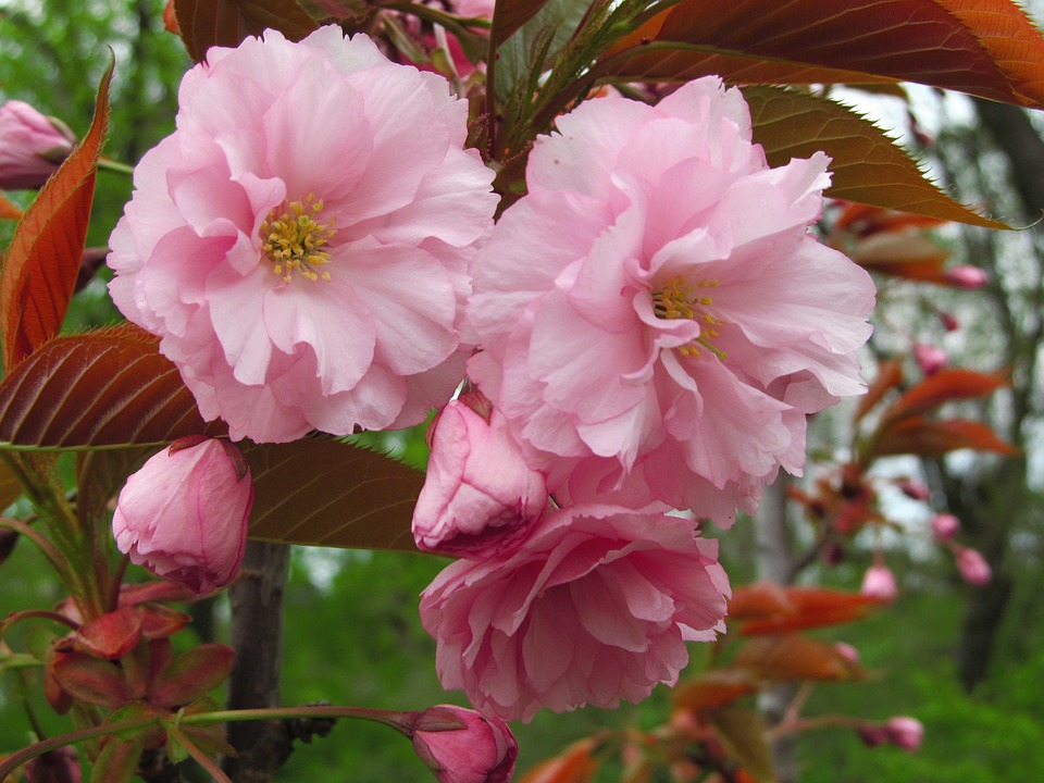 Image - flower blossom spring plant tree