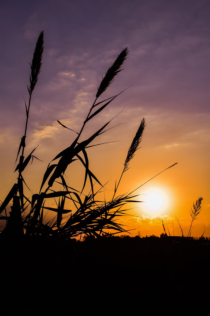 Image - reeds sun sunset nature shadows