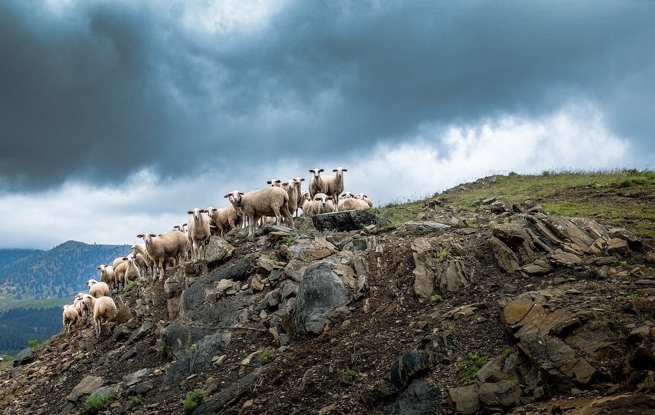 Image - greece sheep hill clouds herd