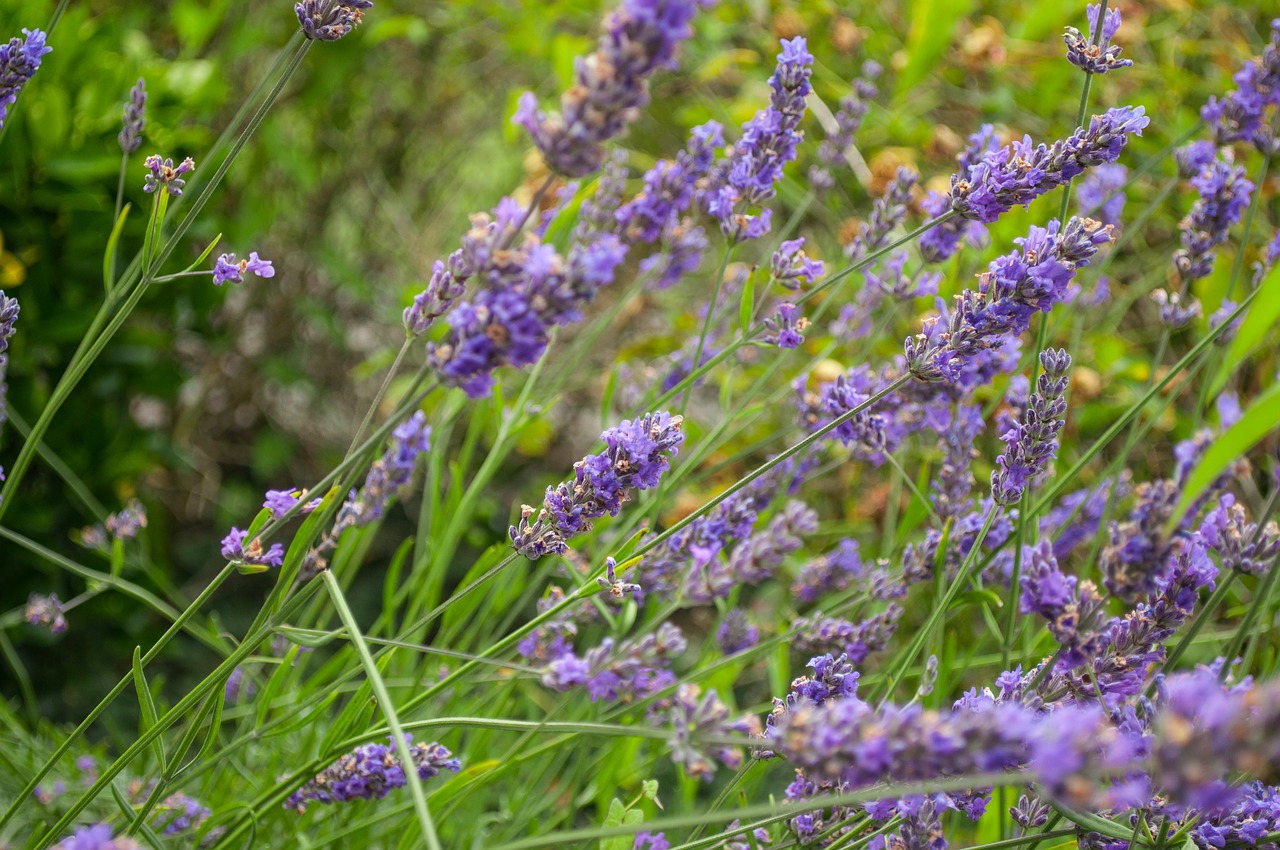 Image - lavender purple plant flower