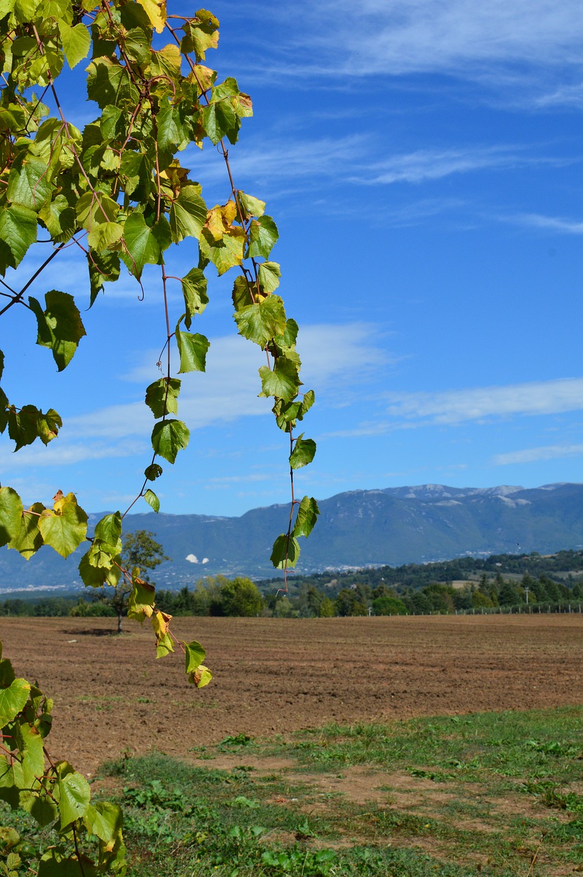 Image - italy grape vine wine agriculture