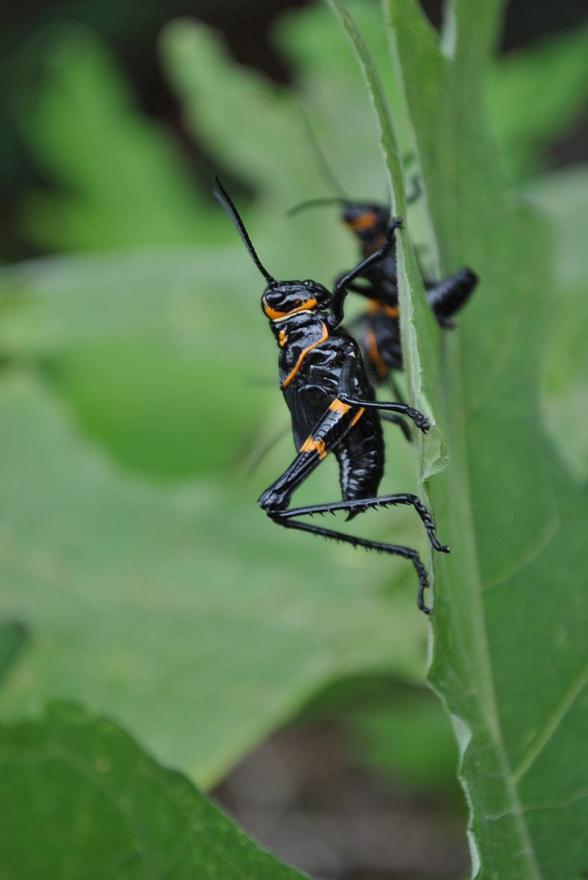 Image - chapulin grasshopper insects