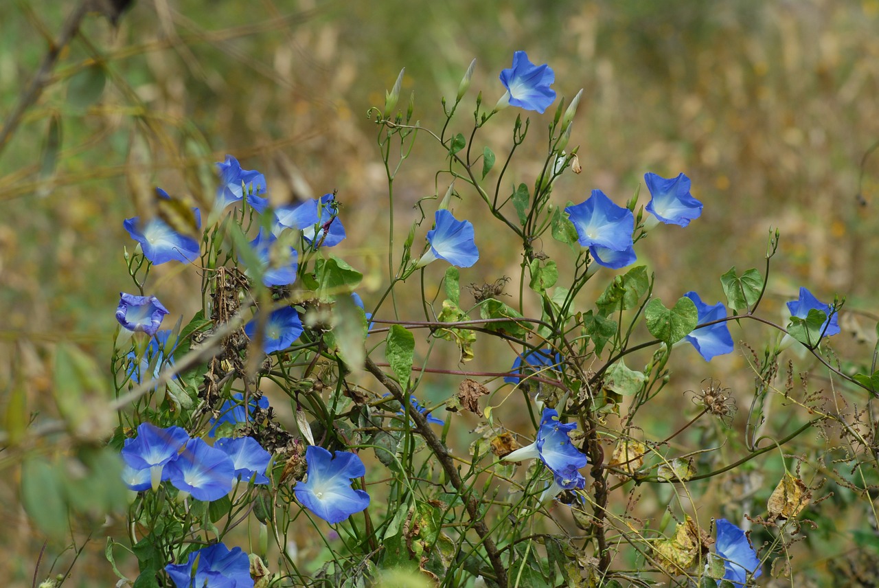 Image - bell field flower