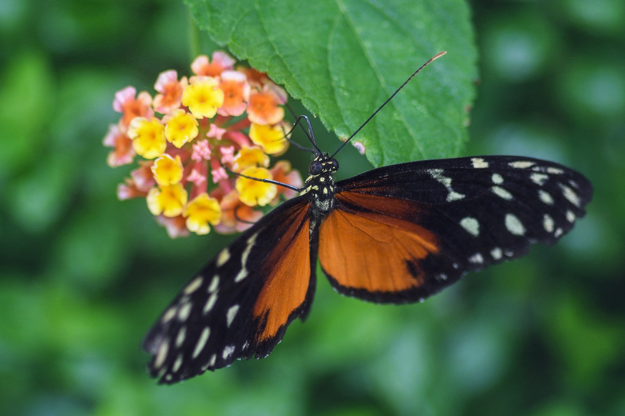 Image - butterfly exotic insect hecale