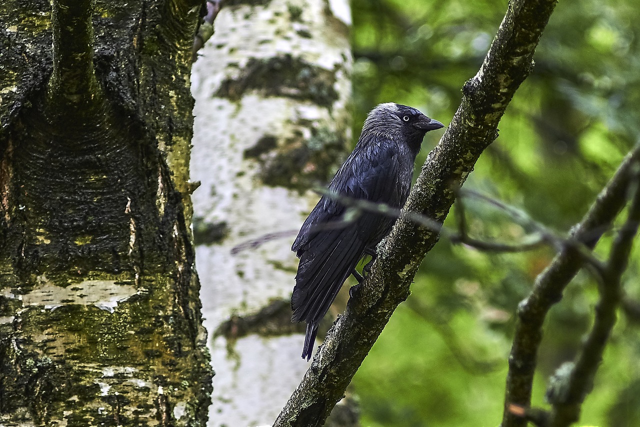 Image - bird tree jackdaw trees