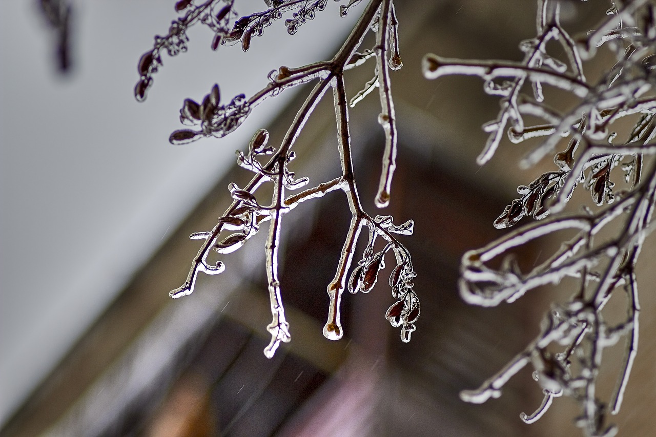 Image - branch ice spring freezing rain