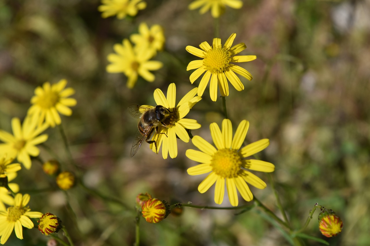 Image - daisies bee insect margaret flower