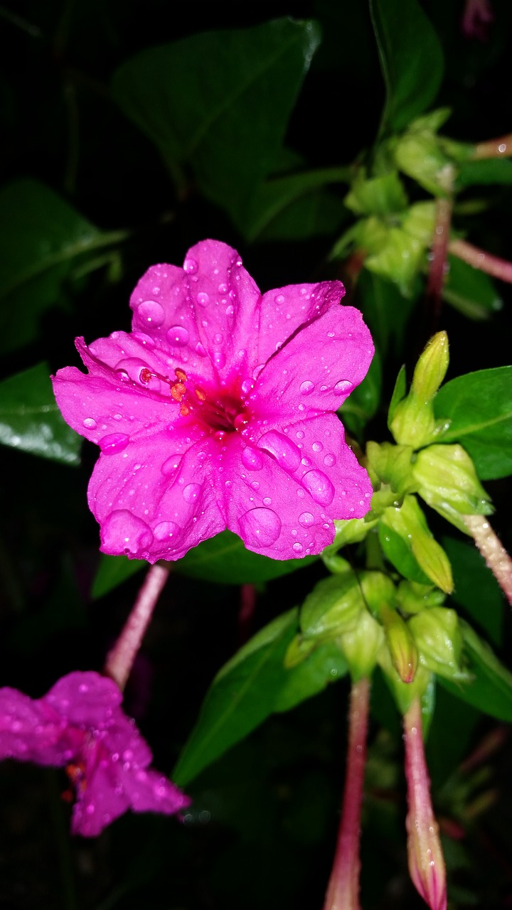 Image - flower nectar pink water drops