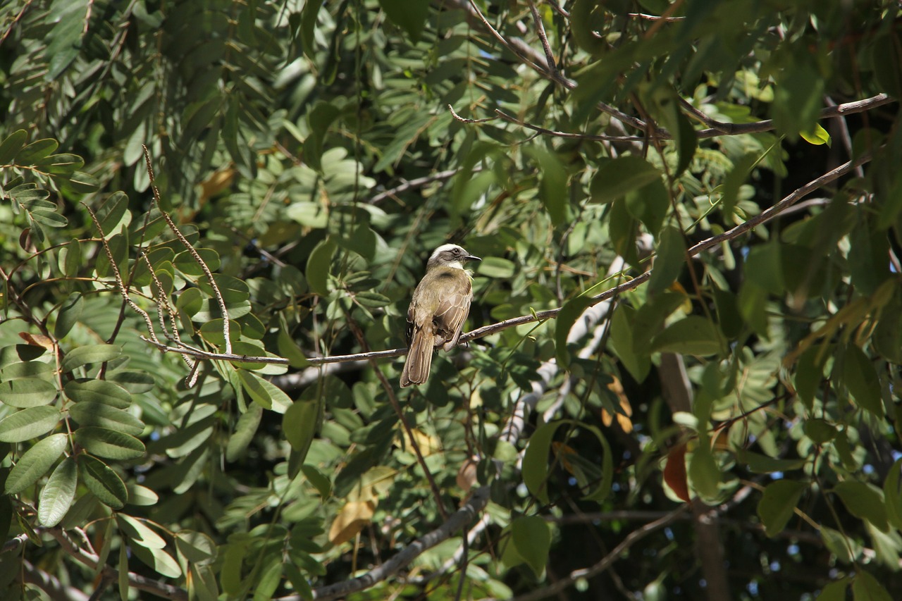 Image - bird bem te vi nature