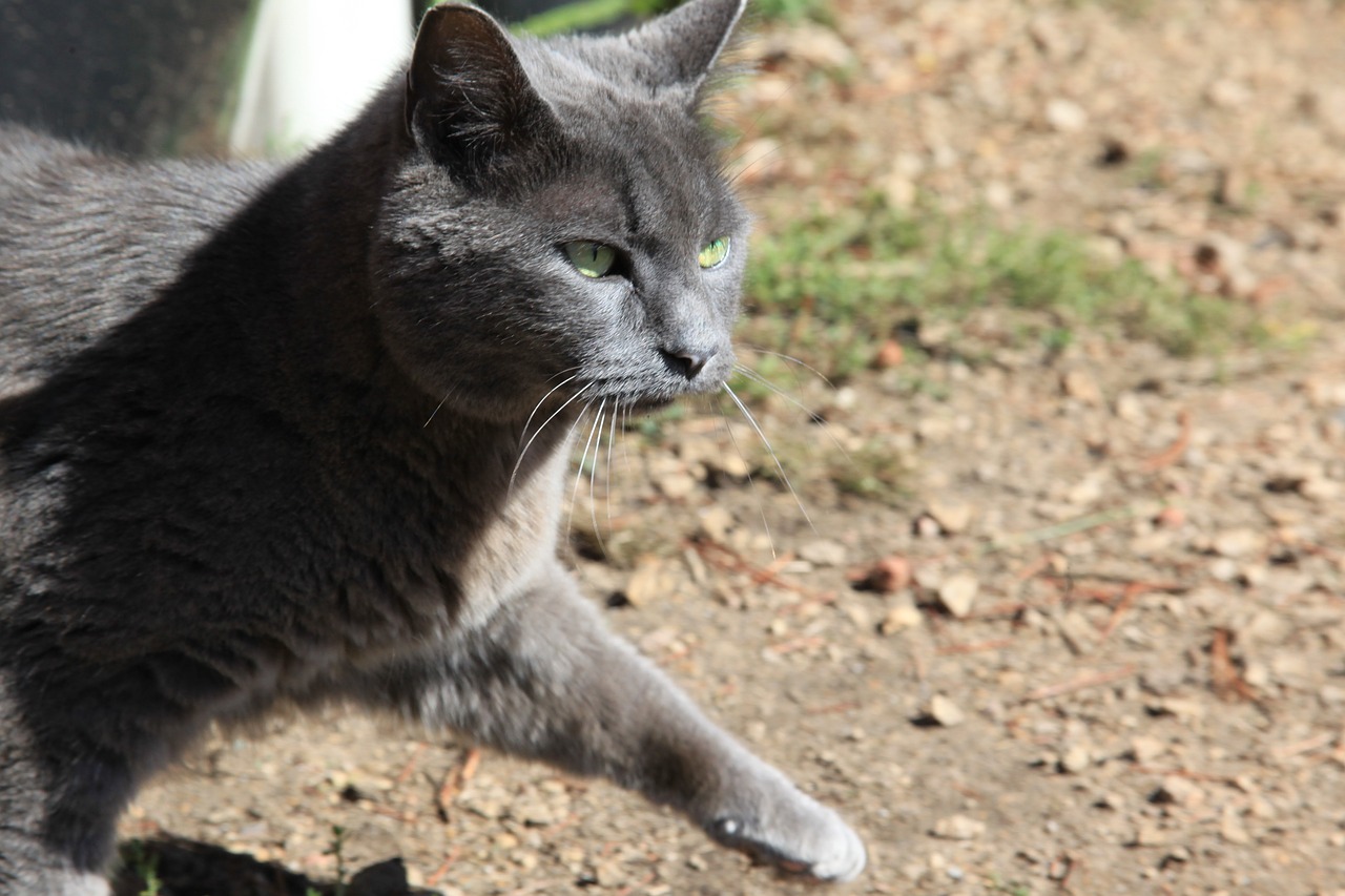 Image - cat animals farm tabby grey