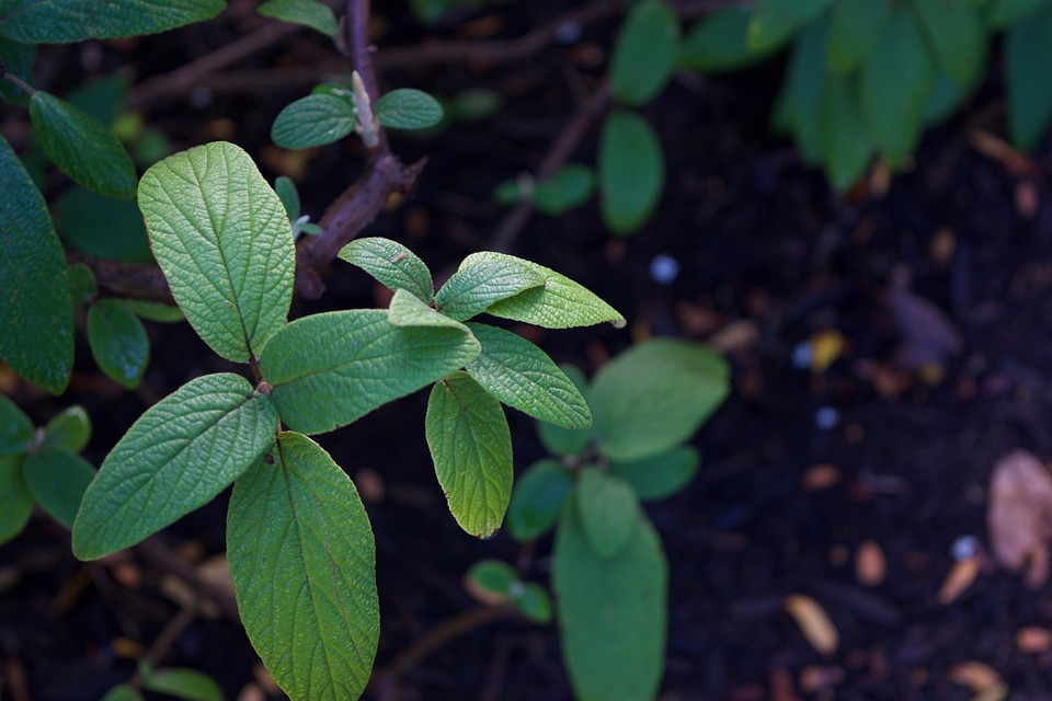 Image - leaves leaf green plant nature