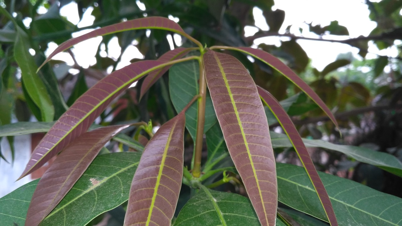 Image - mango leaves mango leaf healthy