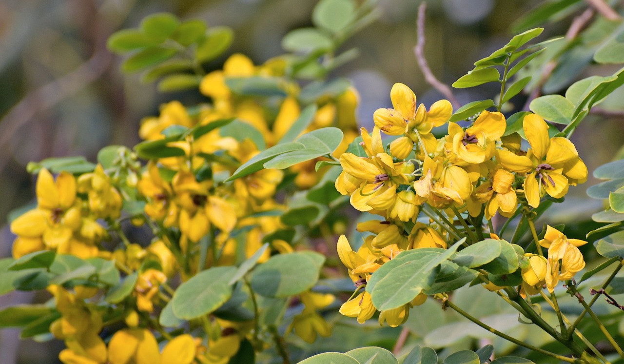 Image - amaltas yellow flowers