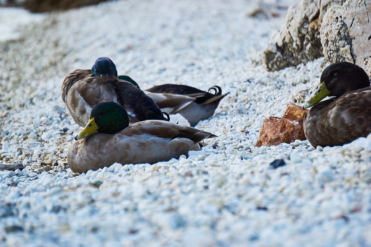 Image - greece ducks waterfowl animal